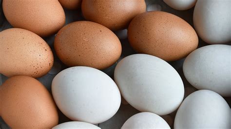 are duck eggs similar to chicken eggs